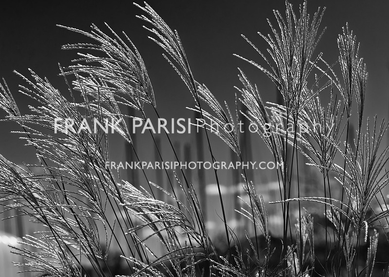 Bay reeds, in black and white and light and darkness..