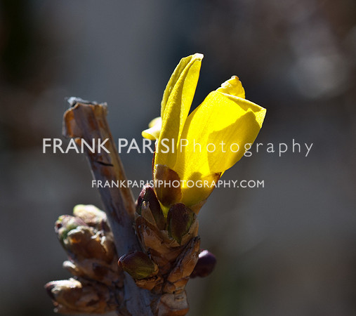 Forsythia bud.