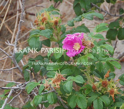 Pink beach rose.