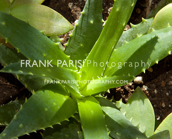 Aloe