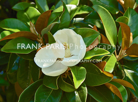Magnolia