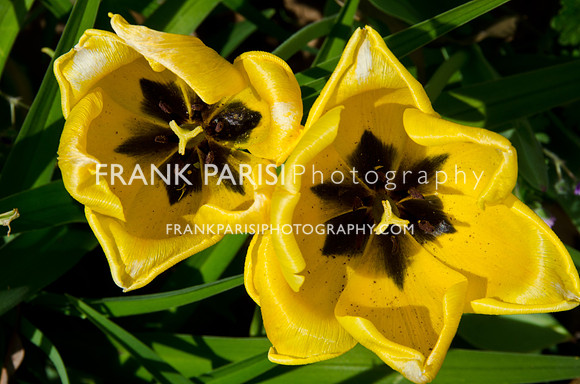 Tulip