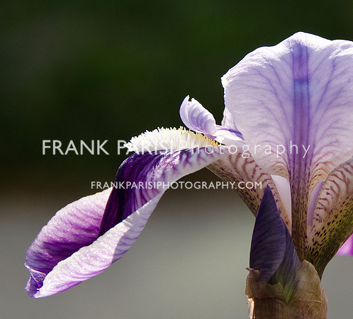 Iris