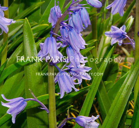 Blue bells