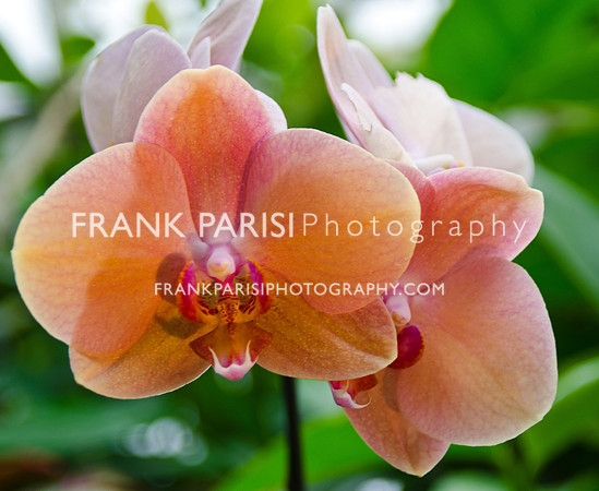 Orchid