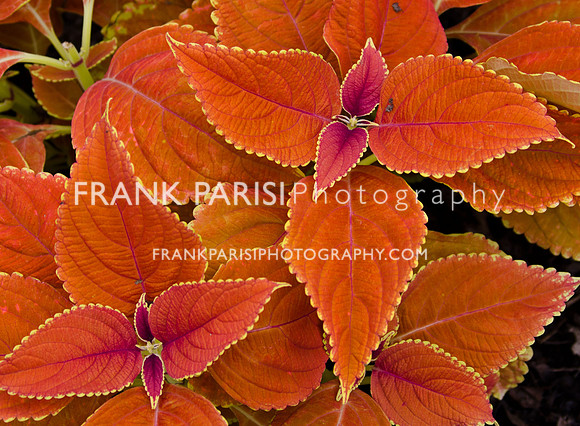 Coleus.