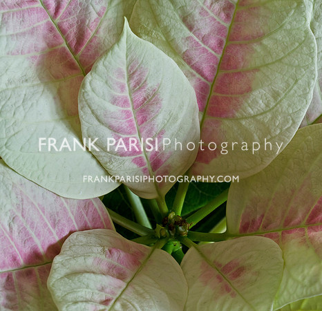 Poinsettia