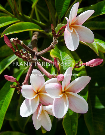 Plumeria