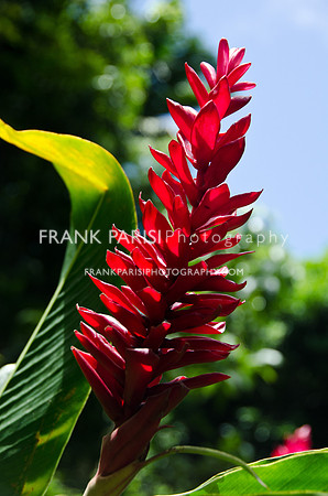 Scarlet ginger