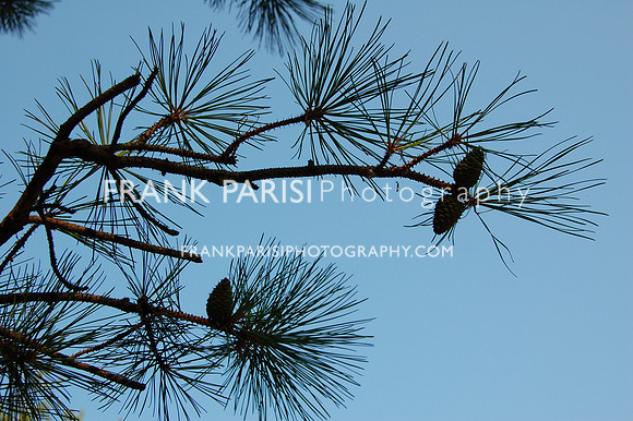 Pine bough