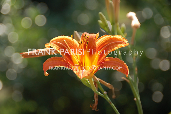 Tiger lilly