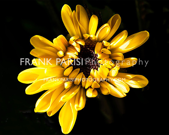 Black Eyed Susan.