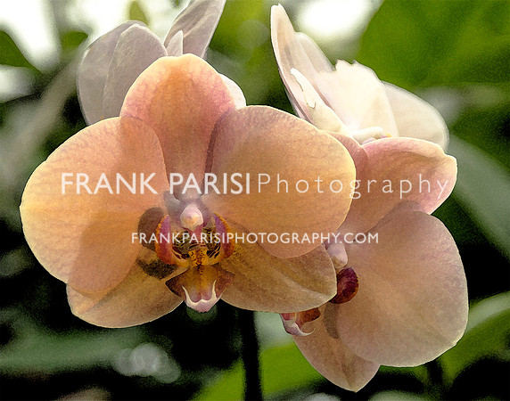 Orchid.