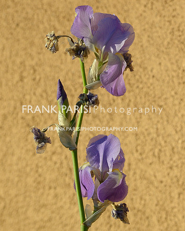Purple Iris.