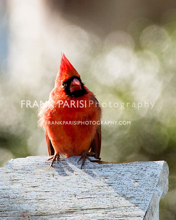 Cardinal.