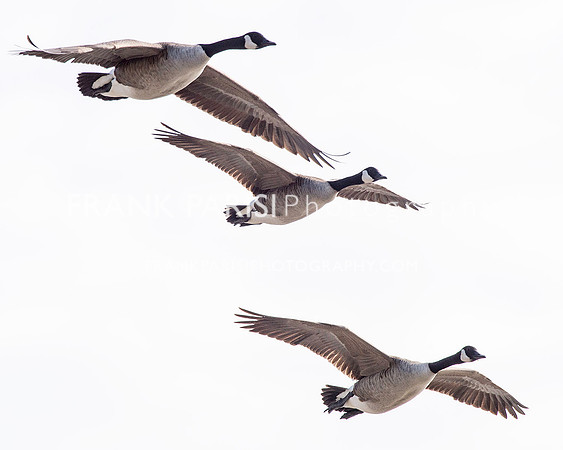 Canada Geese