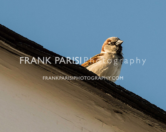 Sparrow