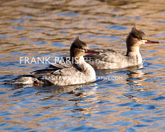 Mergansers.