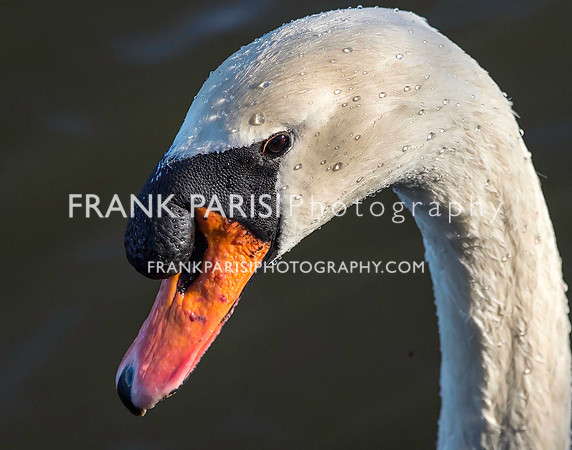 Swan