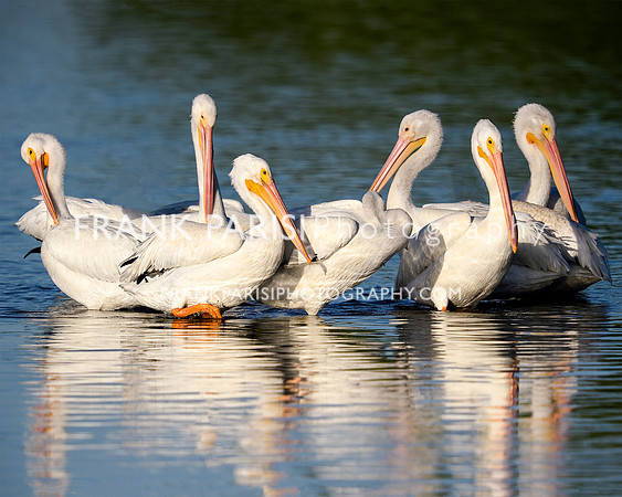 White pelicans at dawn.