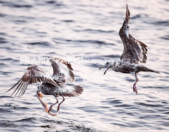 Gulls playing tag.