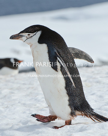 Chinstrap penguin.
