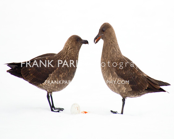 Skuas