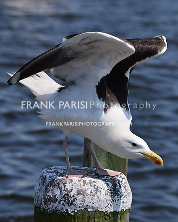 Old Gull