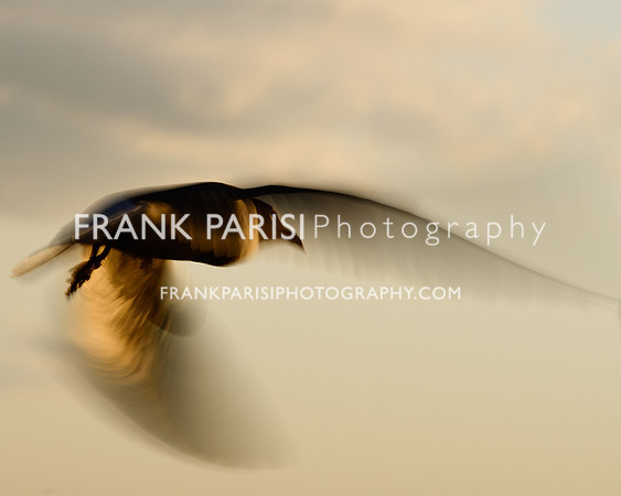 Ghostly gull.