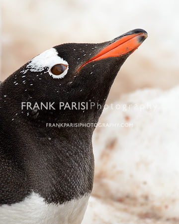 Gentoo penguin.