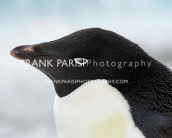 Adele penguin.