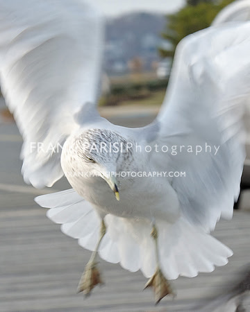 Fluttery gull.