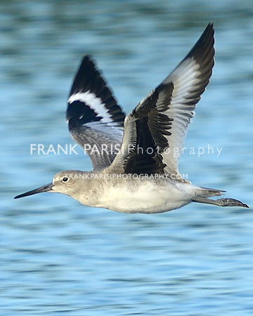 Sanderling
