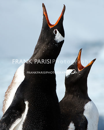 Penguins vocalizing
