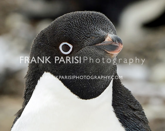 Adeli Penguin