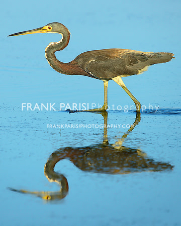 Heron.