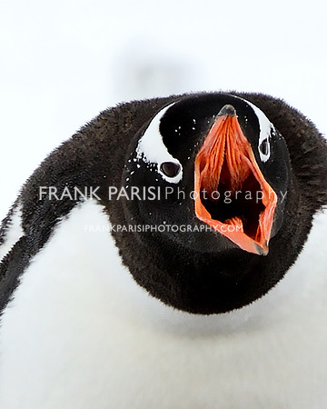 Gentoo Penguin