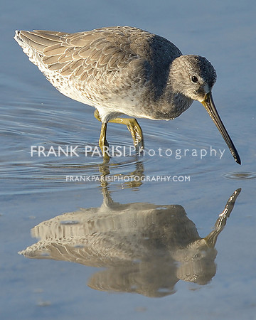 Sandpiper.