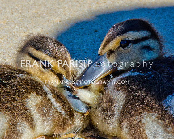 Ducklings.