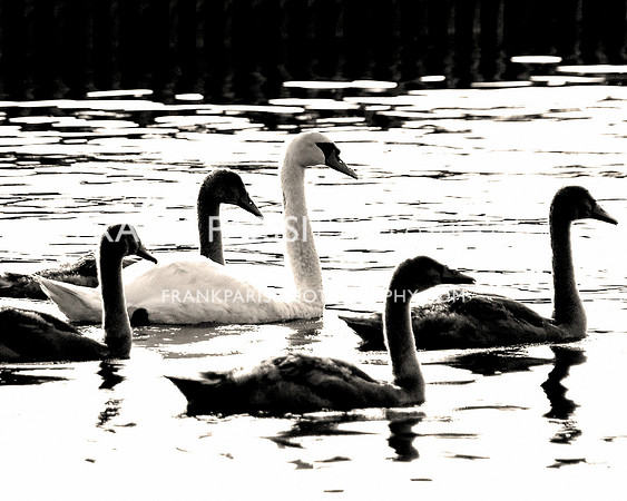 Swans