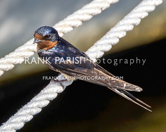 Barn swallow.