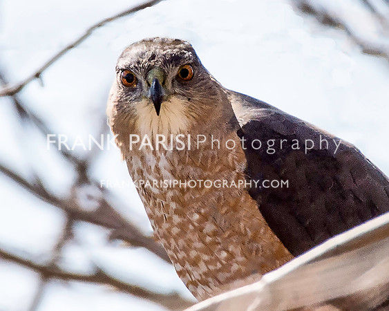 Cooper's Hawk