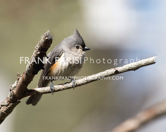 Titmouse.