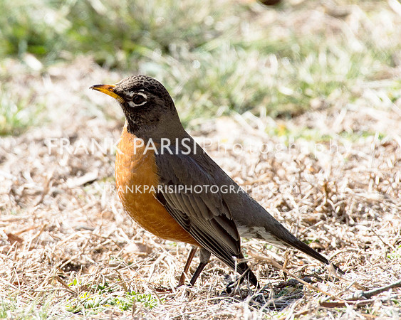 American Robin