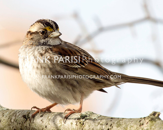 Sparrow