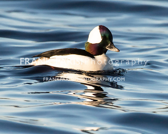 Bufflehead