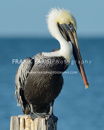 Pelican