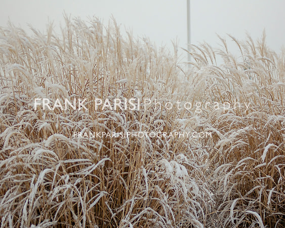 Reeds after a light snowfall.