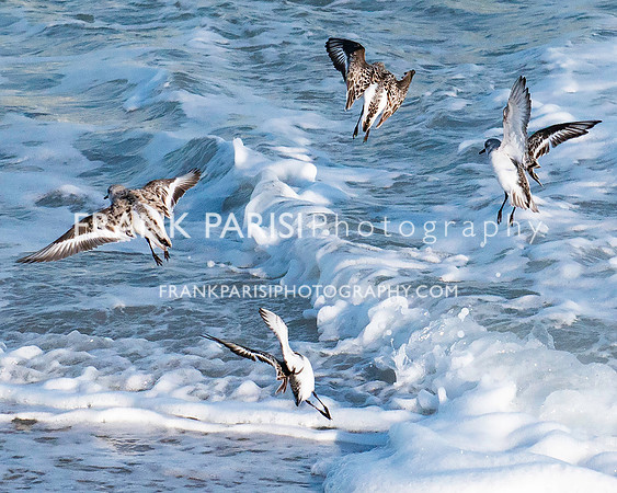 Flying Sanderlings.
