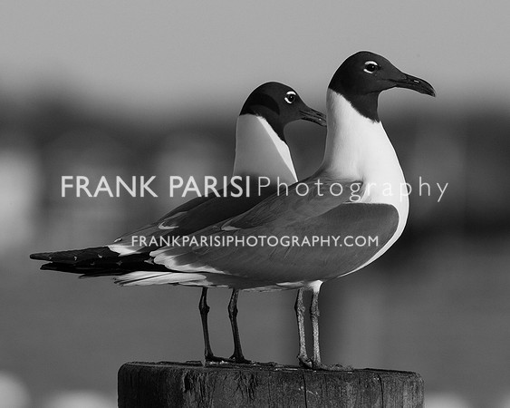 Elegant gulls.